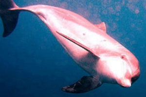 Rijetki ružičasti dolfin ponovo se vidio u okeanu Rijetki ružičasti dolfin ponovo se vidio u okeanu